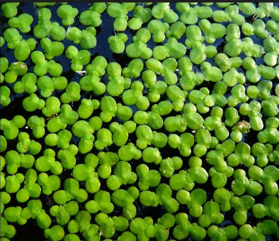 عدسک آب فرشی سبز و طبیعی بر سطح آکواریوم شما|ماهی|خرمشهر, |دیوار