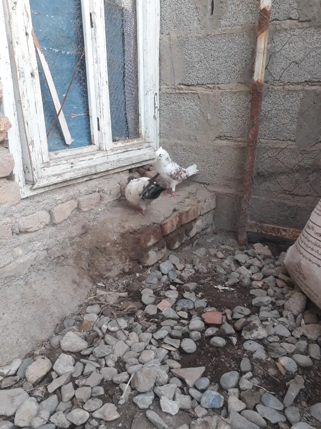 کبوتر|پرنده|سیمین شهر, |دیوار