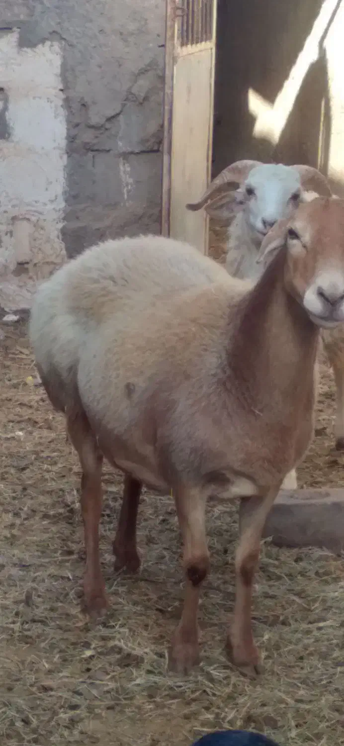 میش چینی قندوزی|حیوانات مزرعه|کرمان, |دیوار