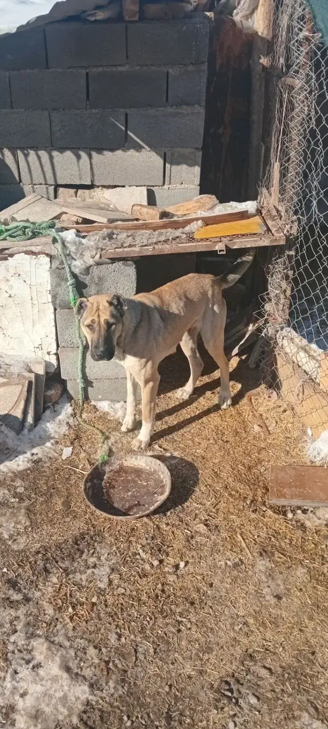 سگ سرابی|سگ|الوند, |دیوار