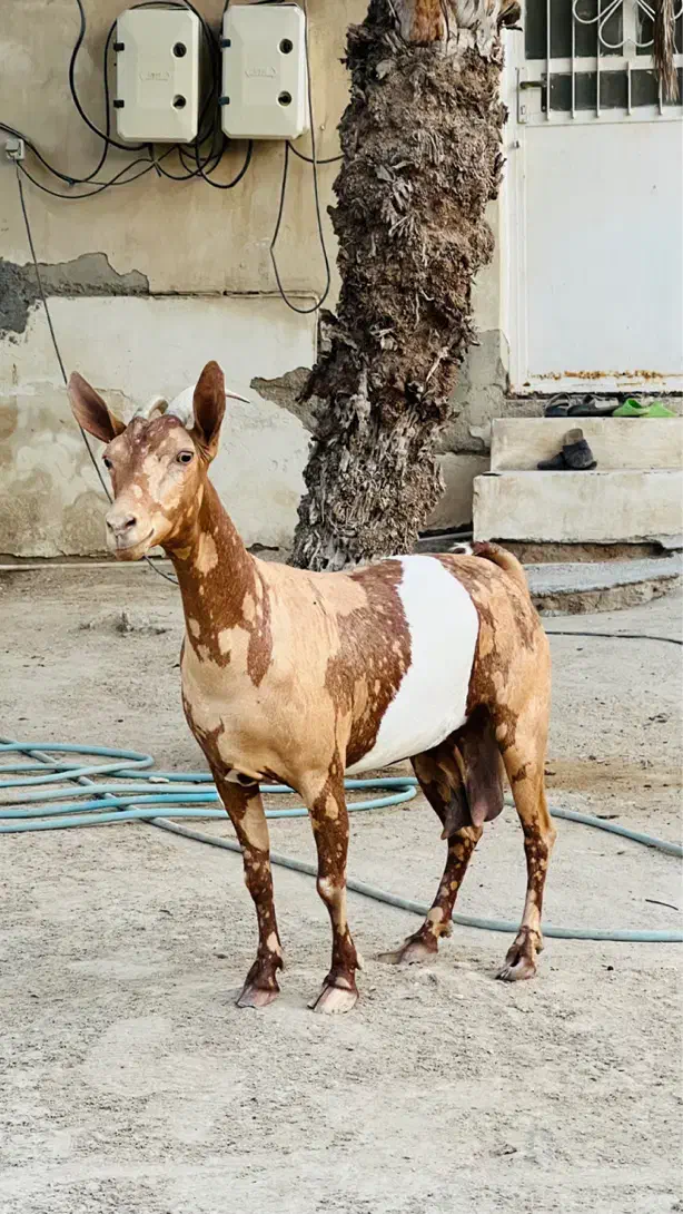 فروش یک عدد بز وارداتی اصل اصل|حیوانات مزرعه|بندرعباس, |دیوار