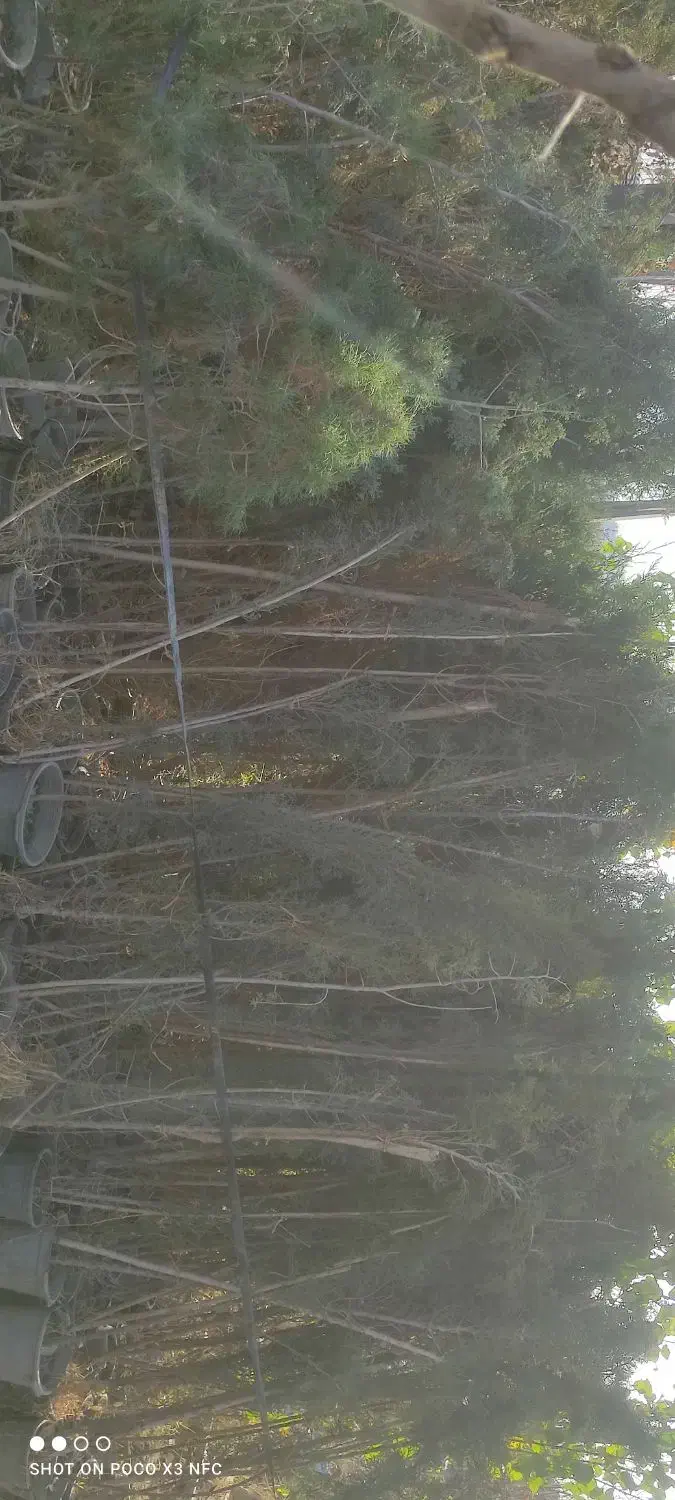 نهال و گل و گیاه زینتی|خدمات باغبانی و درختکاری|چهاردانگه (تهران), |دیوار