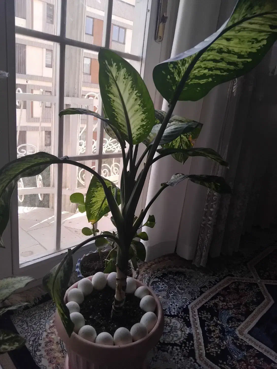 گل طبیعی دیفن باخیا|گل و گیاه طبیعی|تهران, یوسف‌آباد|دیوار