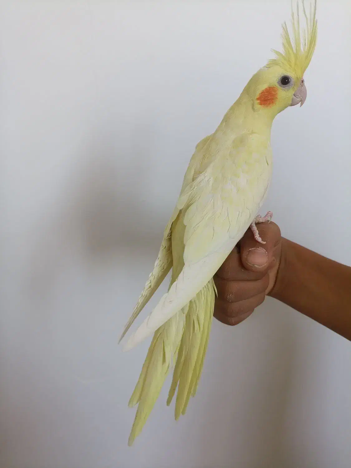 عروس هلندی لوتینو|پرنده|همدان, |دیوار