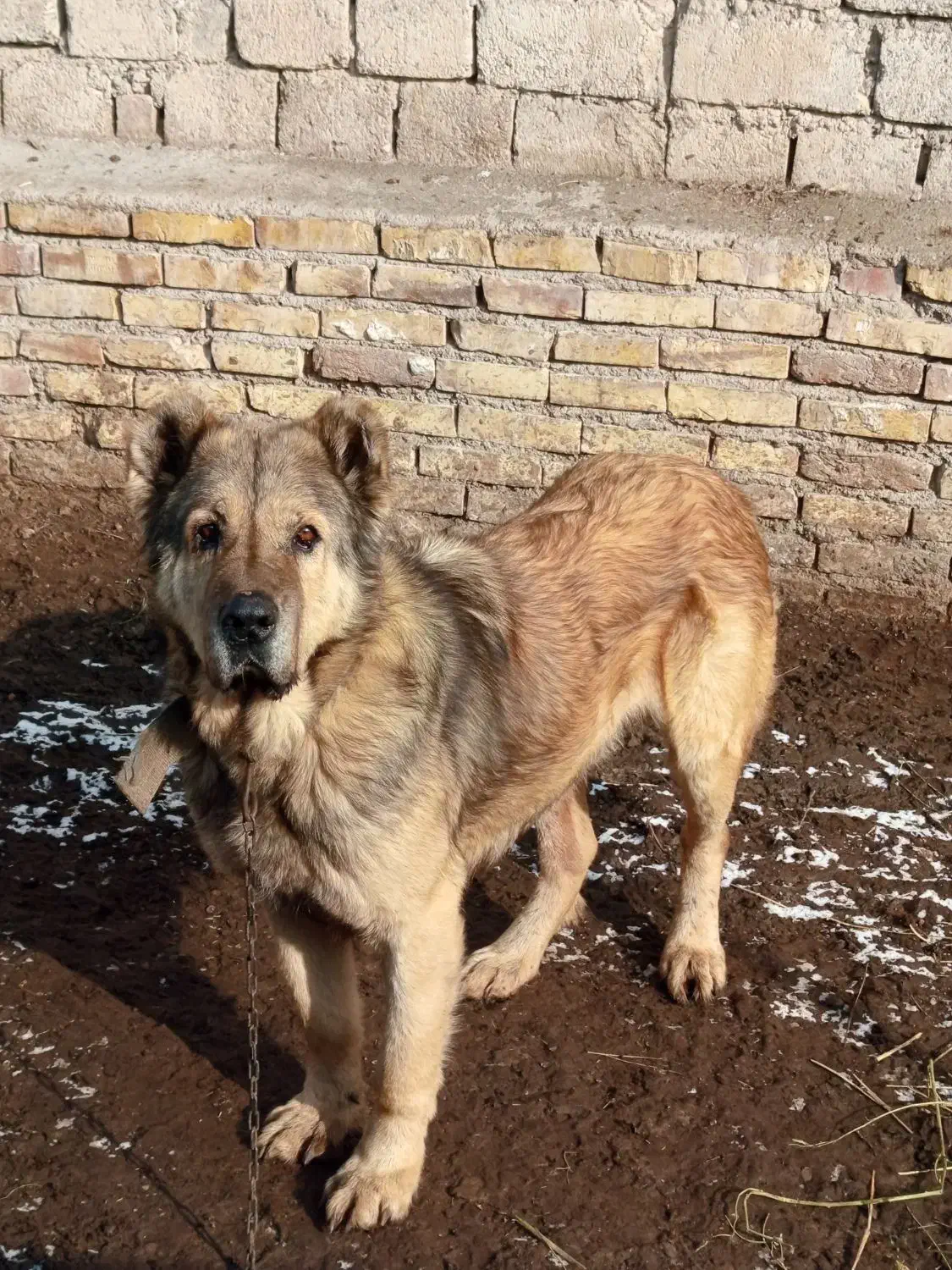 سگ سرابی اصیل|سگ|نوشین شهر, |دیوار