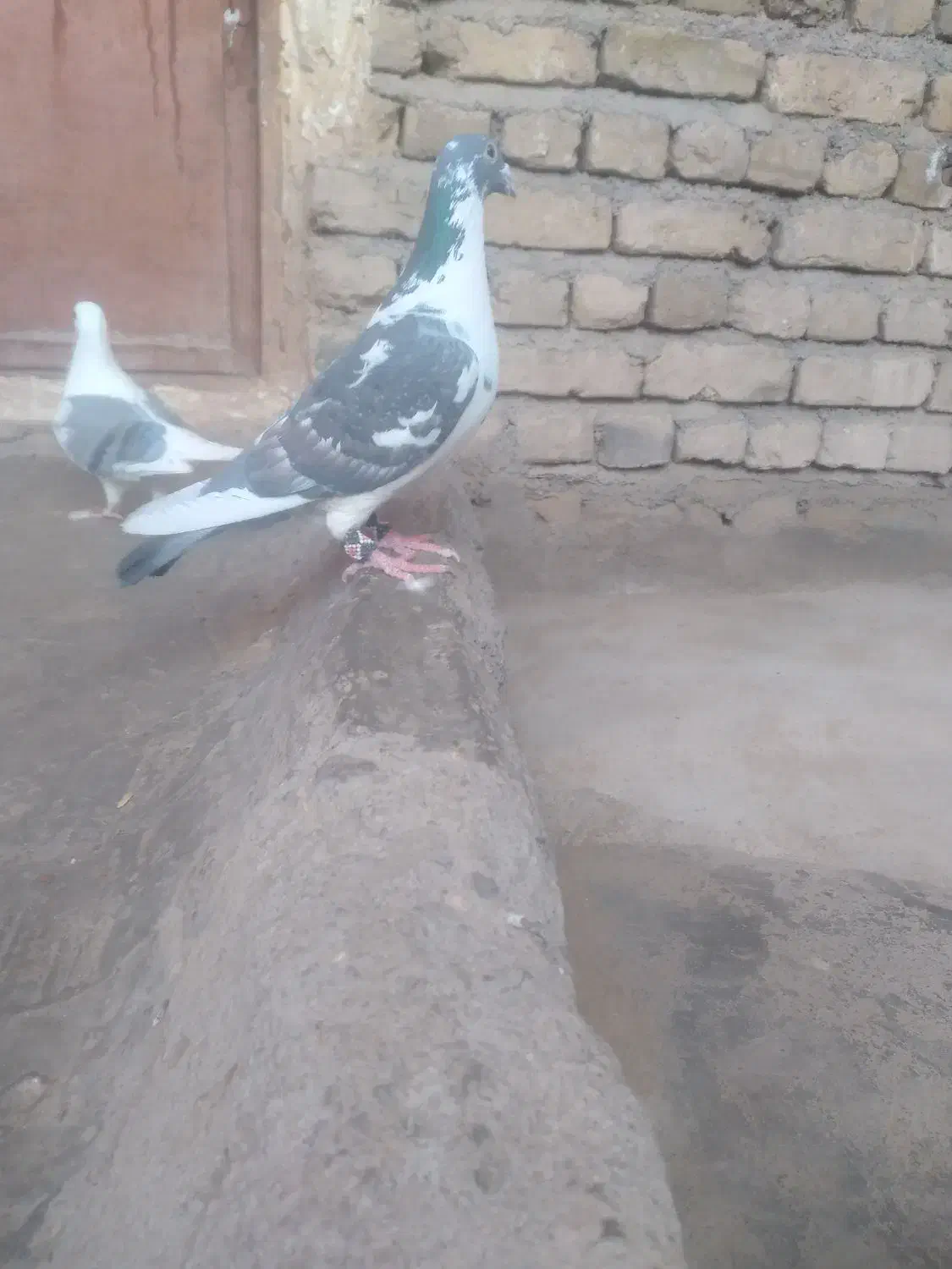 کفتر|پرنده|تایباد, |دیوار