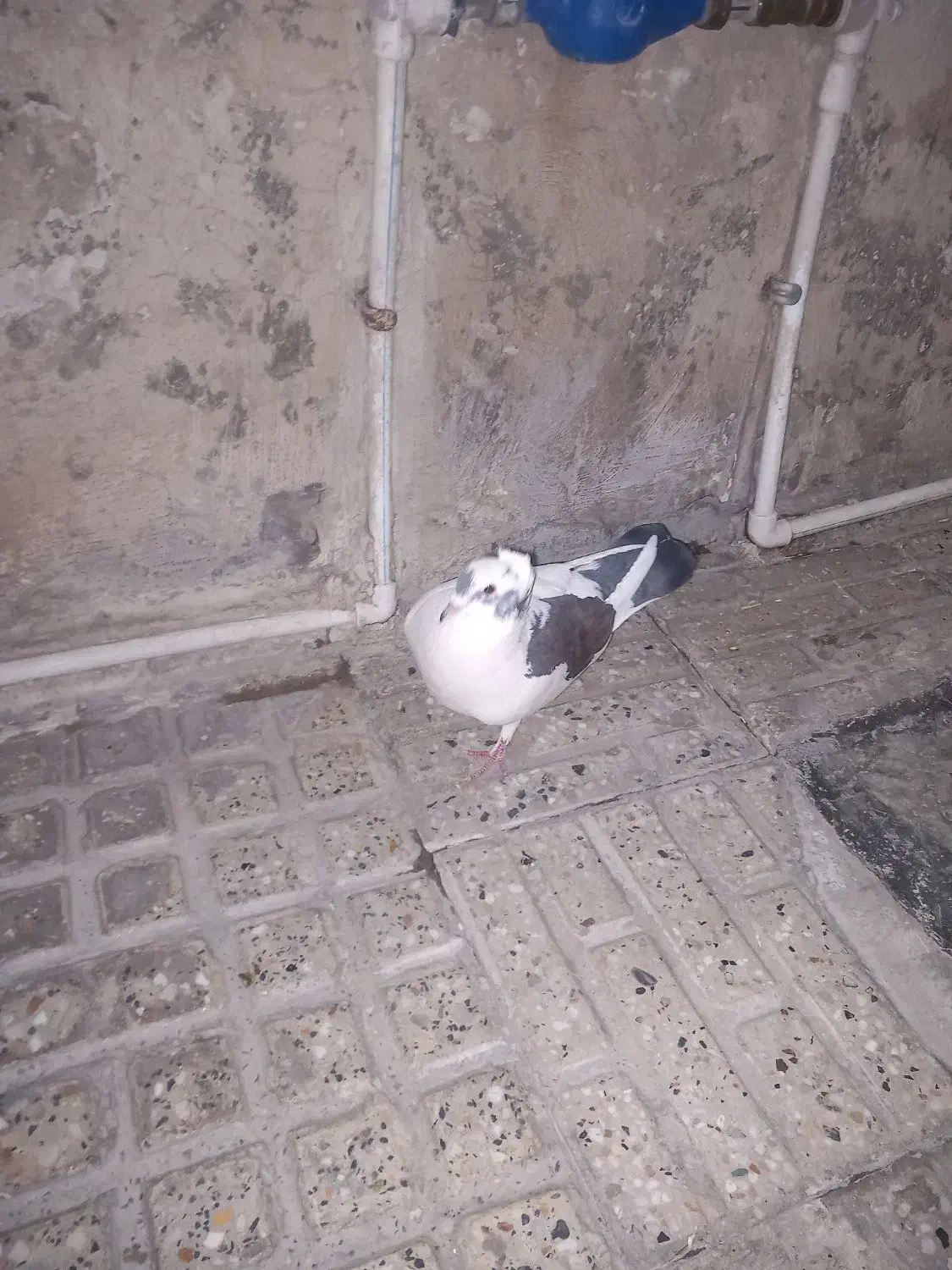 یک عدد کفتر شهرستانی|پرنده|قرچک, صالح آباد|دیوار