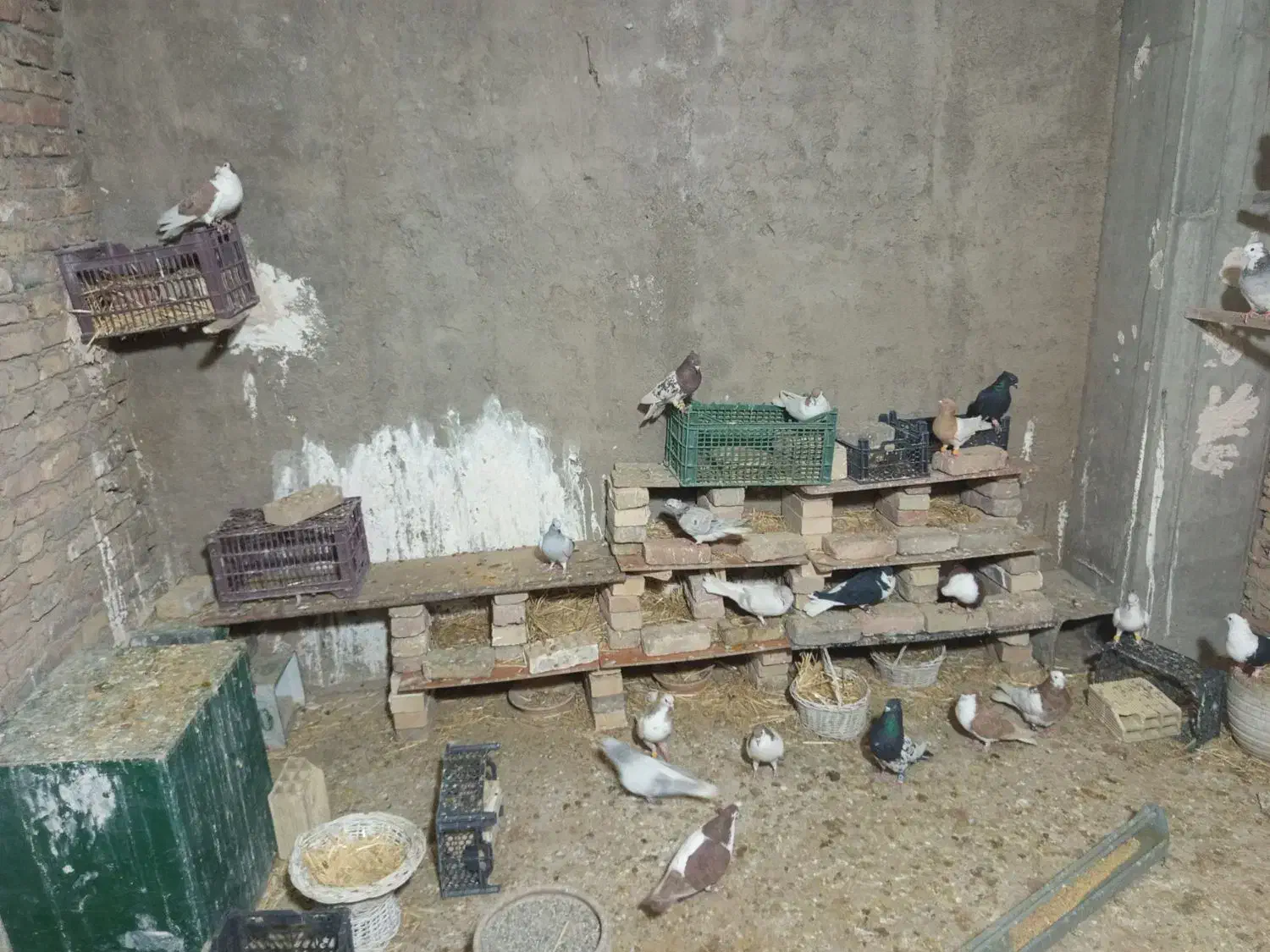 کفتر چادری رنگی|پرنده|ری, ظهیرآباد|دیوار