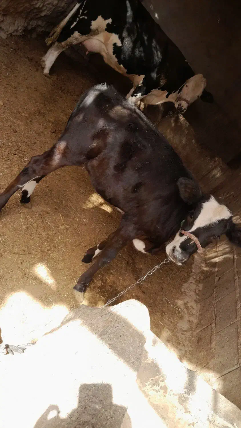 گاو شیری با گوساله ماده|حیوانات مزرعه|تیمور آباد, |دیوار