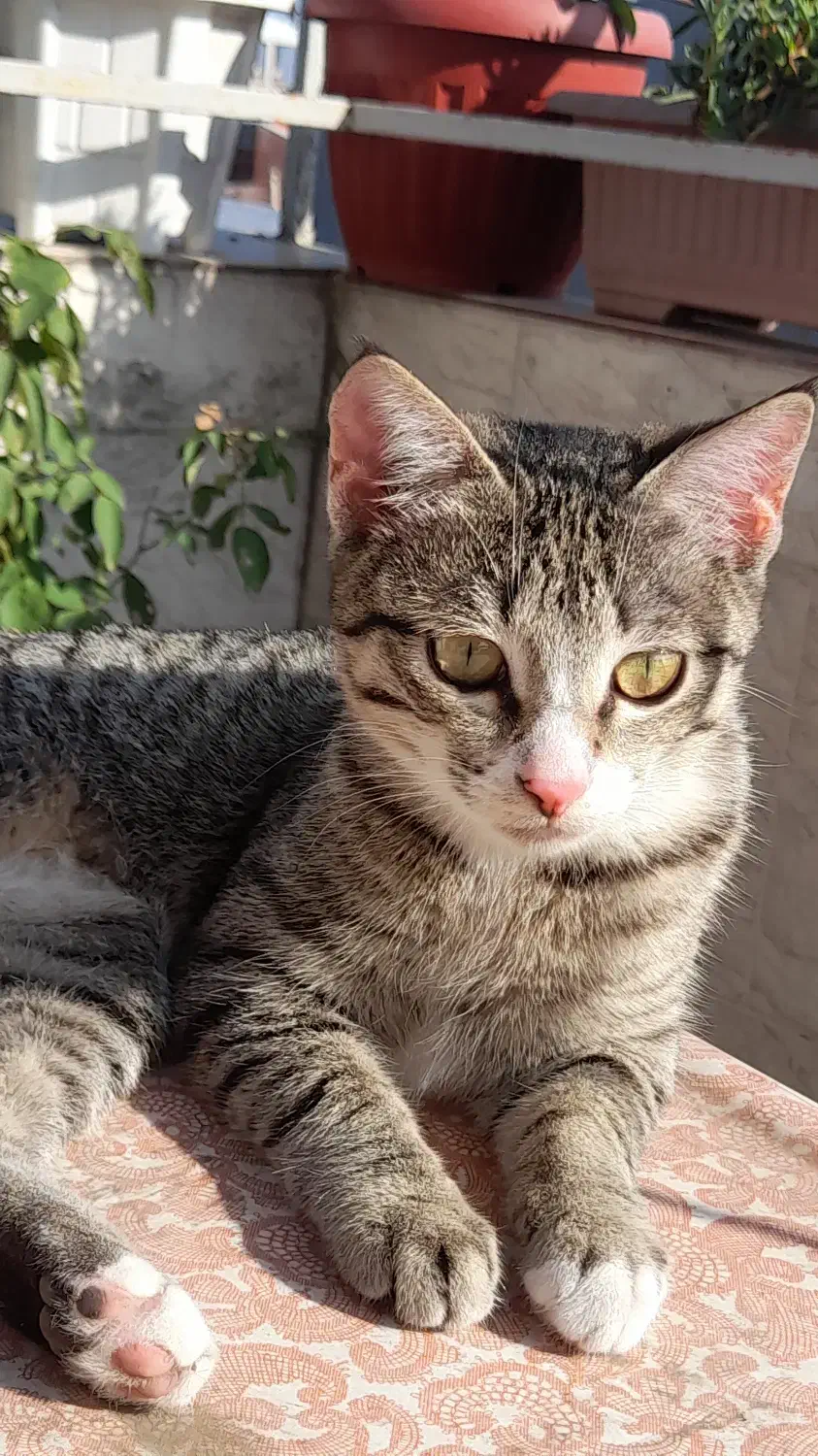 واگذاری گربه|گربه|رشت, یخسازی|دیوار