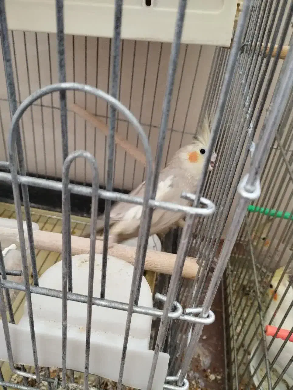 عروس هلندی|پرنده|مشهد, مقدم|دیوار