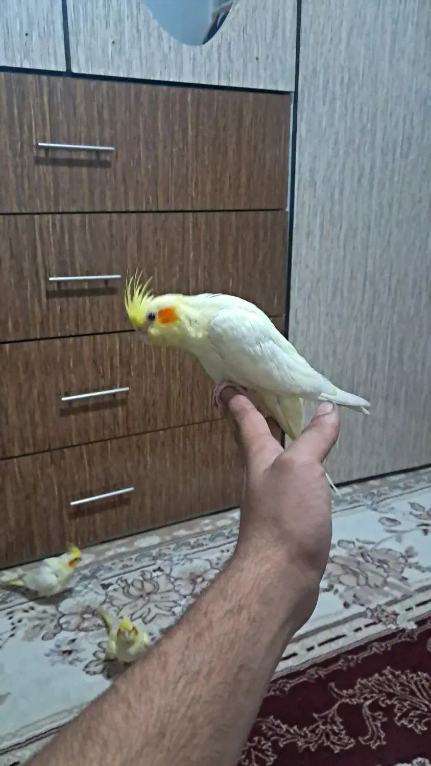 عروس هلندی با جوجه|پرنده|آشخانه, |دیوار