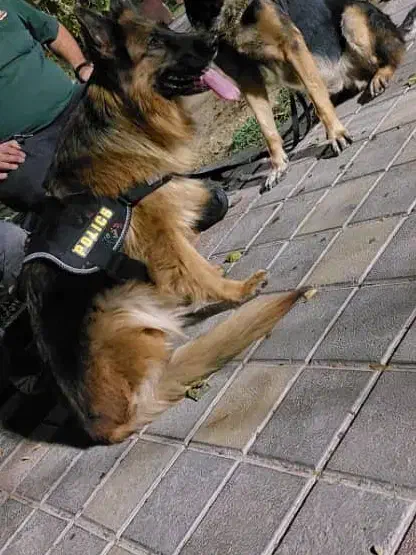 سگ  ماده ژرمن جرمن شیپرد شپرد|سگ|پاکدشت, پاکدشت (مامازند)|دیوار