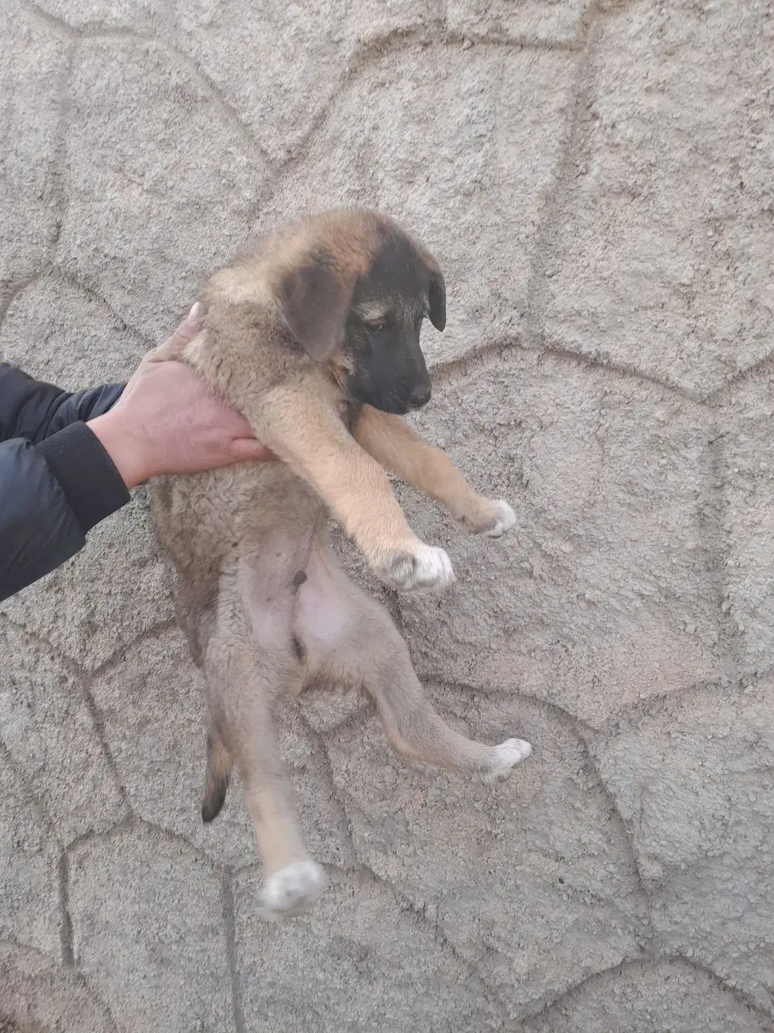 سراب|سگ|تبریز, |دیوار