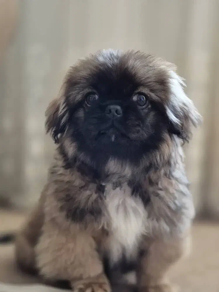 سگ پاکوتاه|سگ|بازرگان, |دیوار