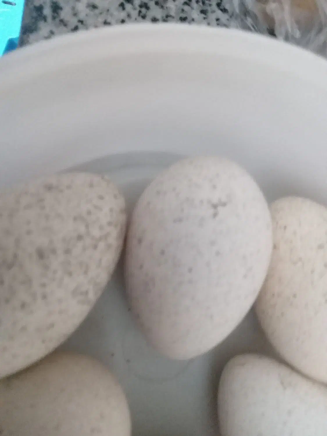 تخم بوقلمون تازه بوقلمون|حیوانات مزرعه|باشت, |دیوار