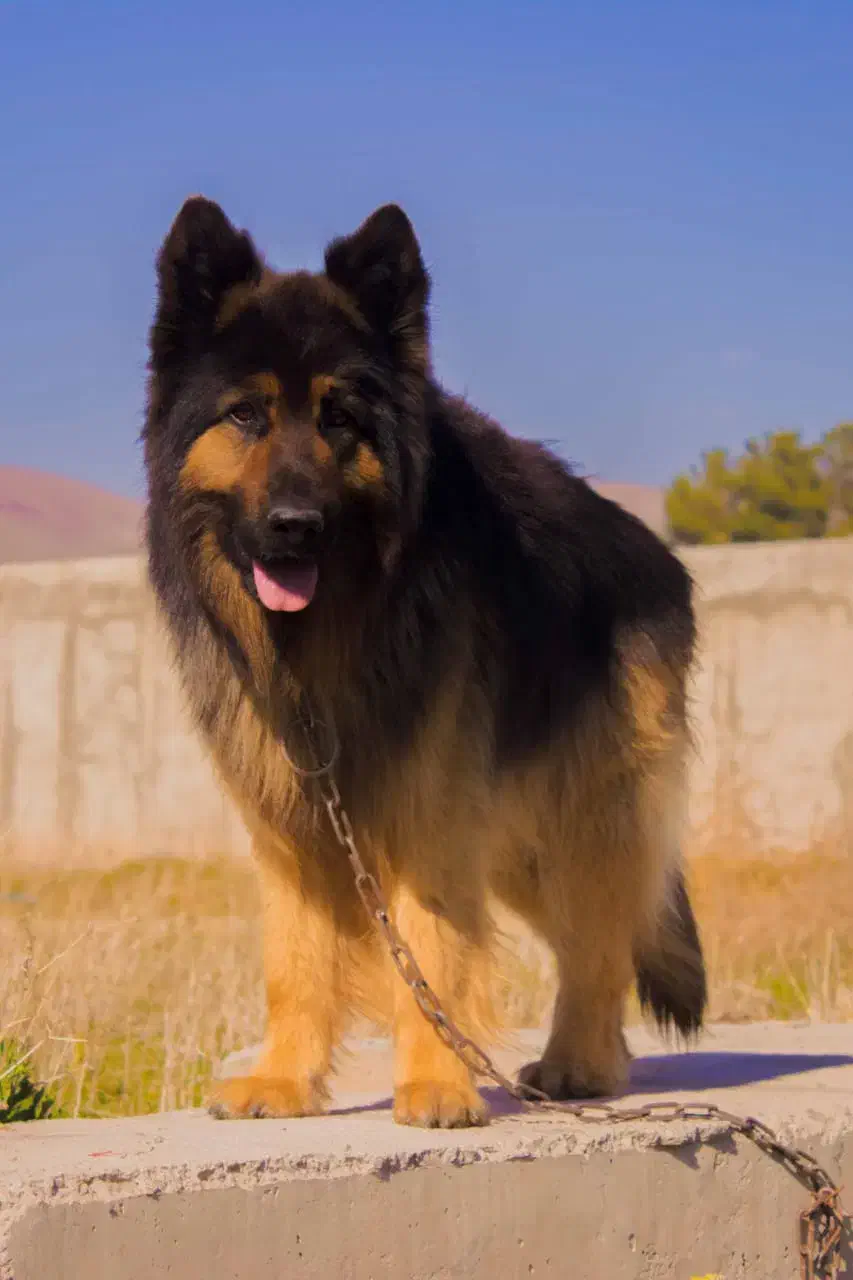 یک جفت توله ژرمن شپرد|سگ|کرج, شهرک الهیه|دیوار