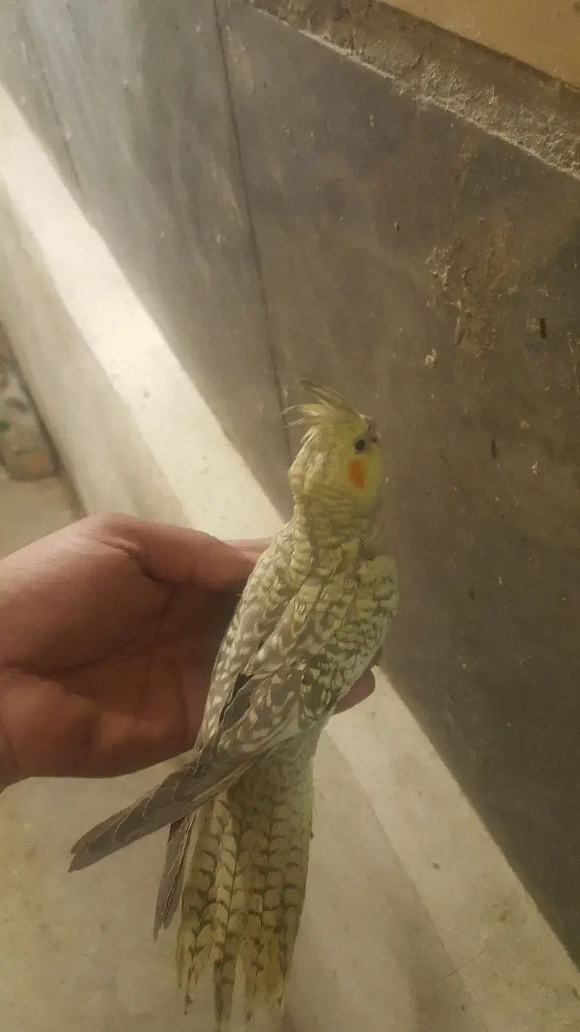 عروس هلندی|پرنده|اشتهارد, |دیوار