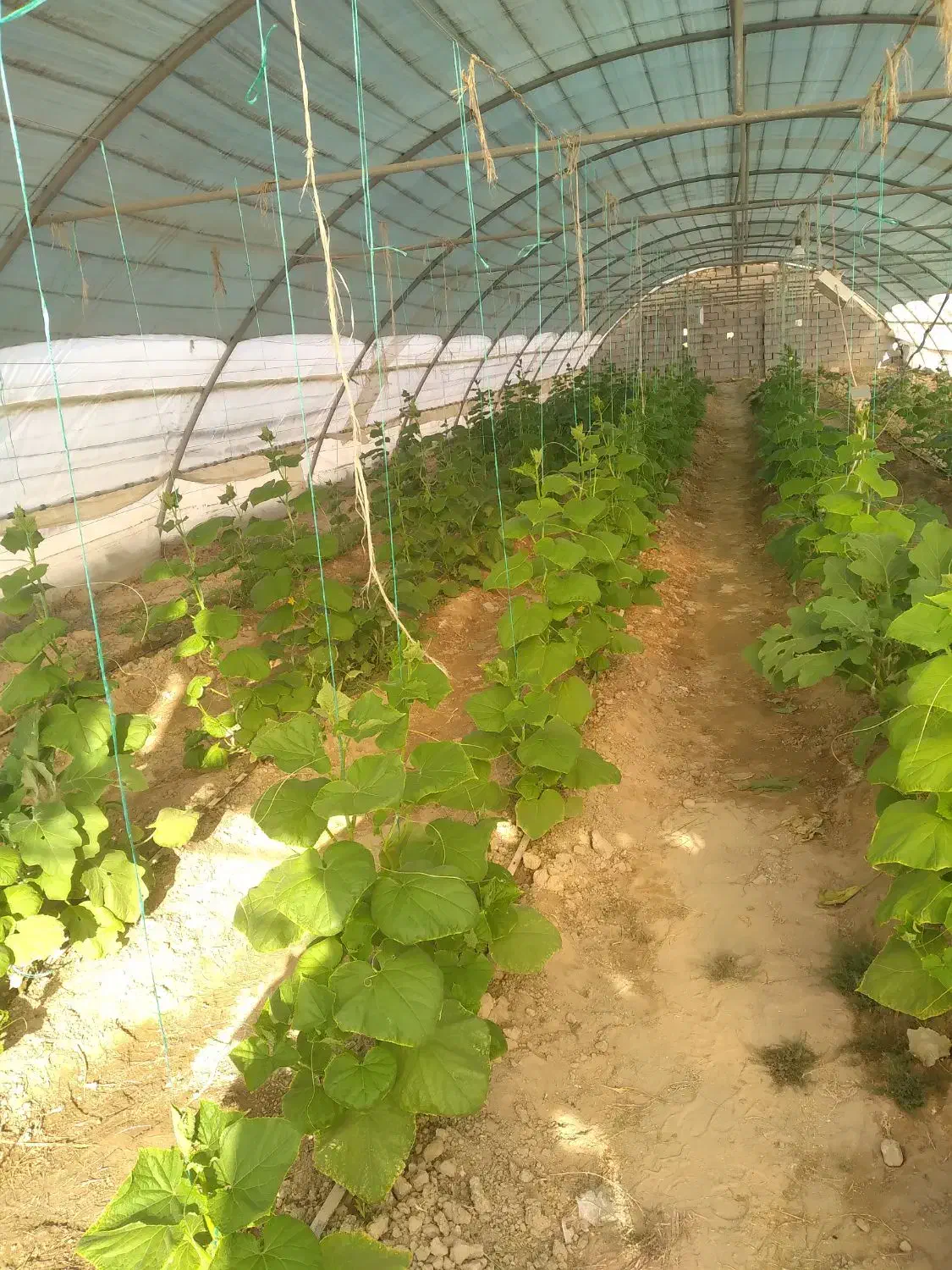 سازه گلخانه|مصالح و تجهیزات ساختمان|صابری, |دیوار