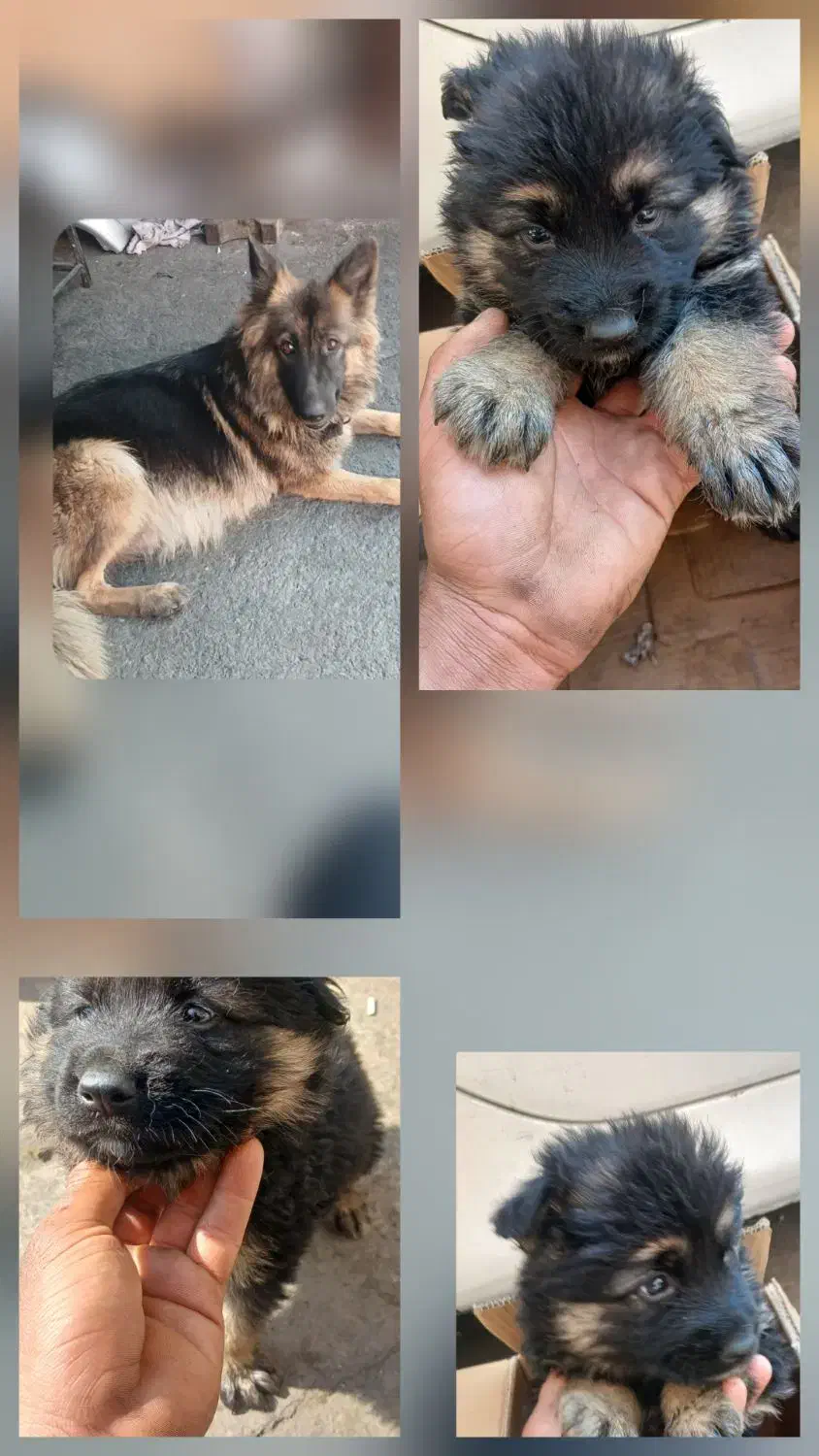 سگ ژرمن|سگ|شیراز, لاله|دیوار