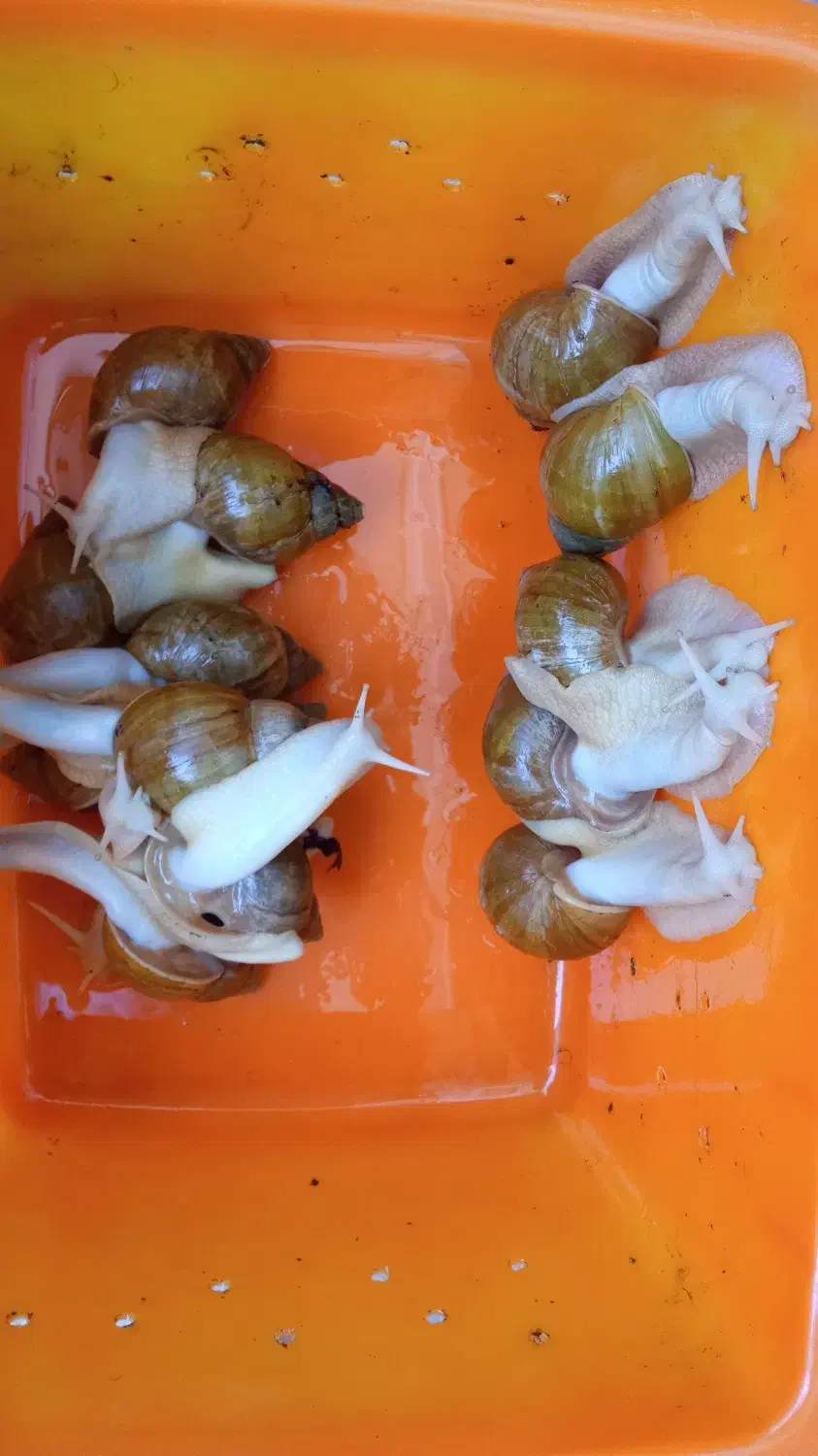 آلبینو حلزون|خزنده|همدان, |دیوار