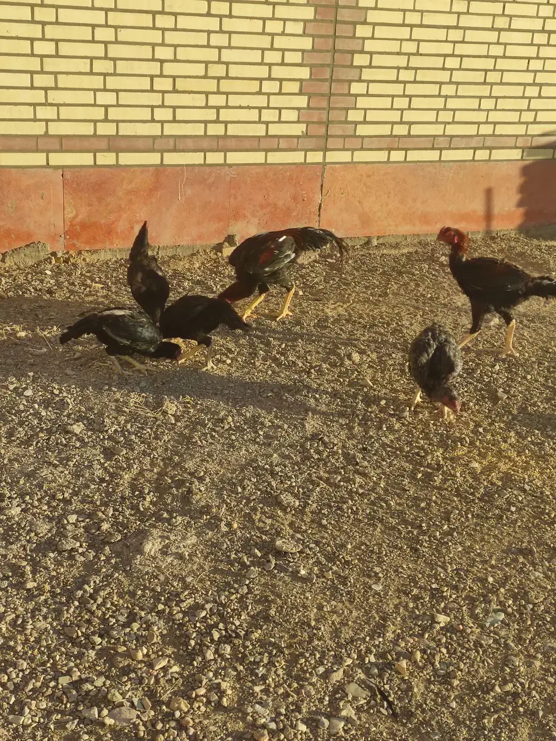 دو عدد مرغ تخم گذار لااری و سه عدد هم جوجه نه ماه|حیوانات مزرعه|زاویه, |دیوار