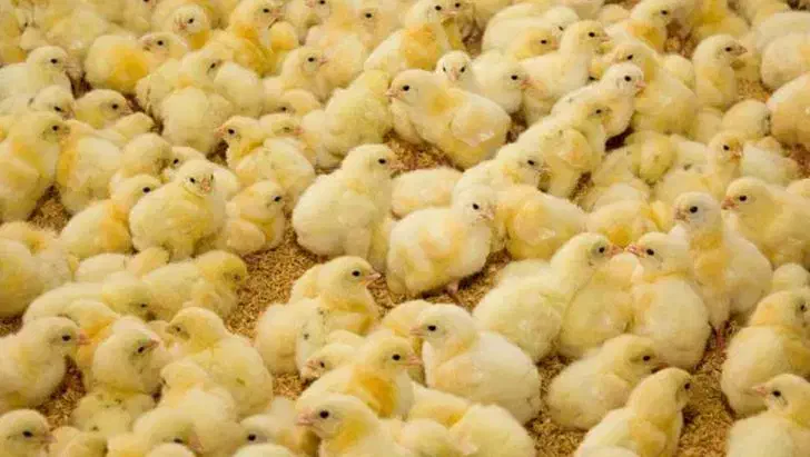 جوجه گوشتی نژاد راس|حیوانات مزرعه|بهشهر, |دیوار