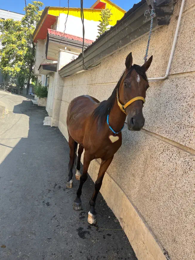 مادیون|اسب و تجهیزات اسب‌سواری|تهران, تهرانپارس غربی|دیوار