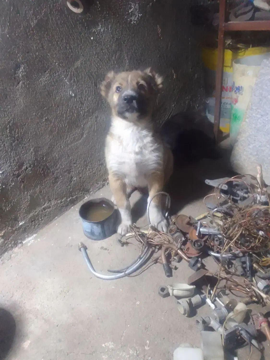 واگذاری.|سگ|سبزوار, کلاته سیفر|دیوار