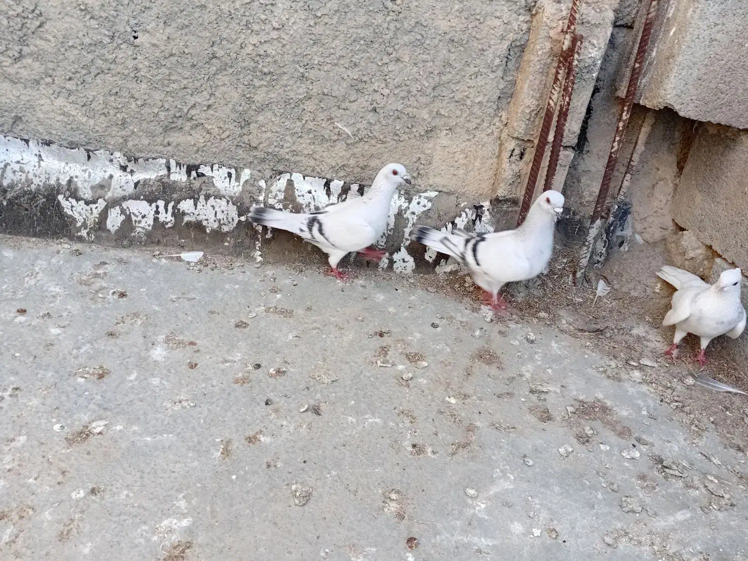 پرنده|پرنده|فاروج, |دیوار