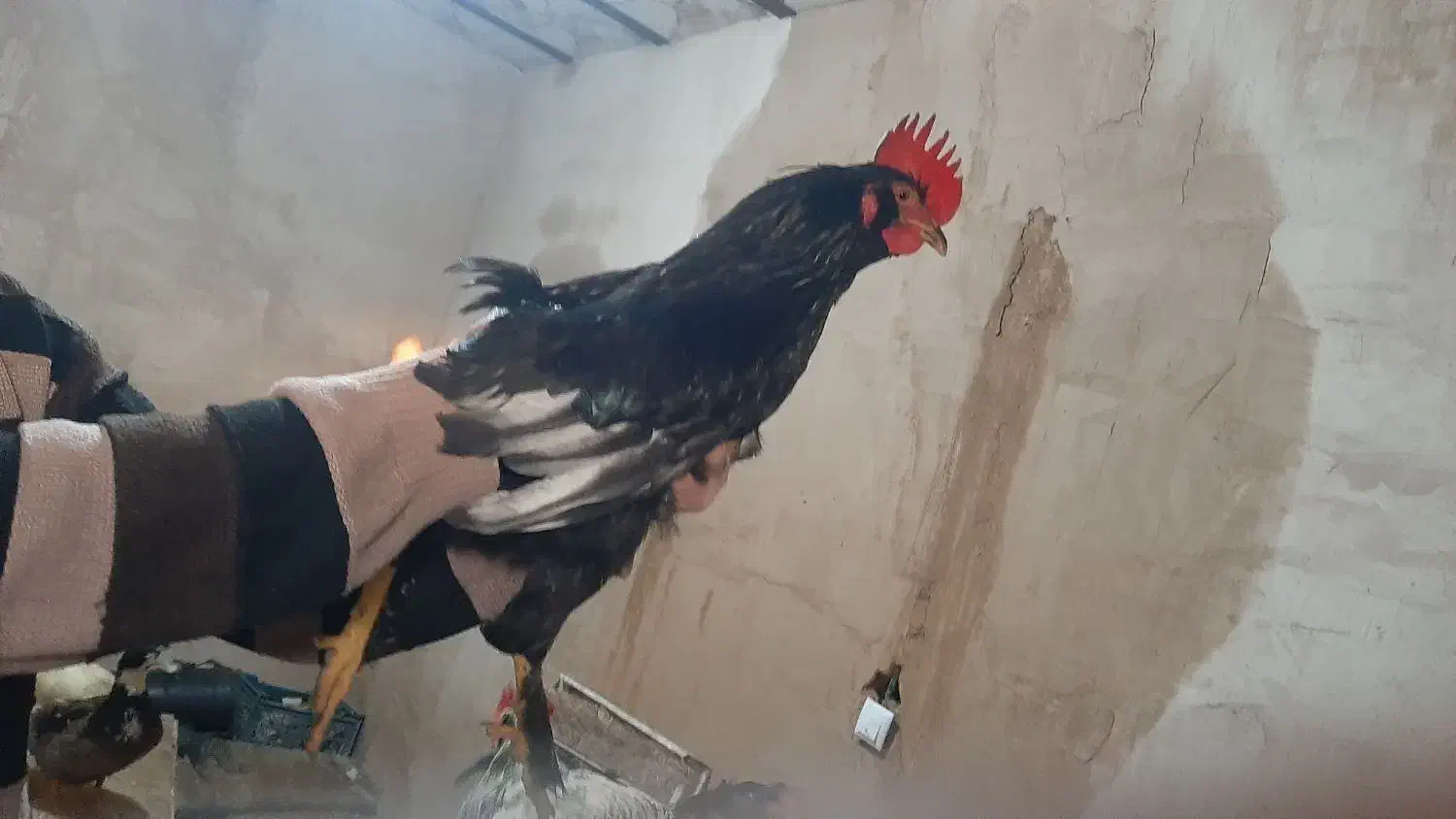 فروش خروس و اردک|حیوانات مزرعه|شاهین‌شهر, شهرک گلدیس|دیوار