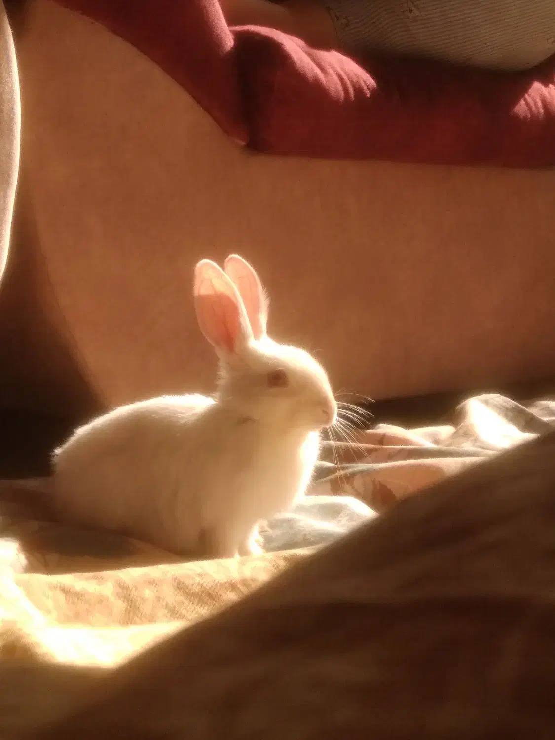 خرگوش اهلی|موش و خرگوش|مشهد, آزادشهر|دیوار