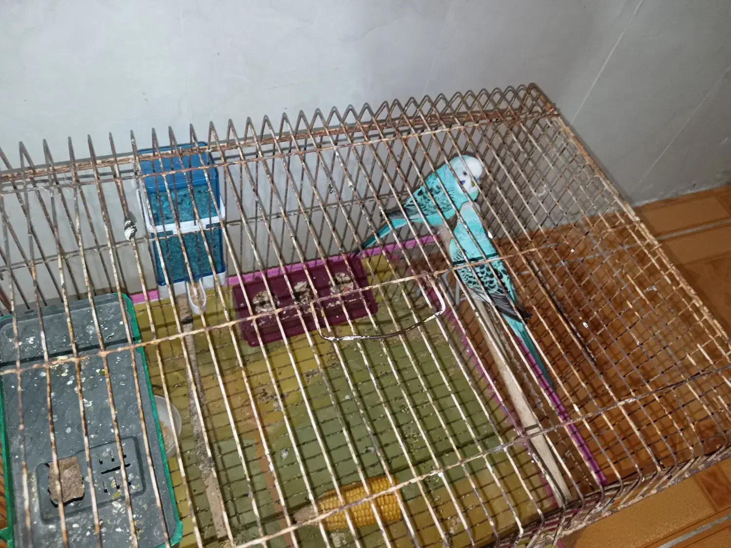 یک جفت مرغ عشق آبی|پرنده|کازرون, |دیوار