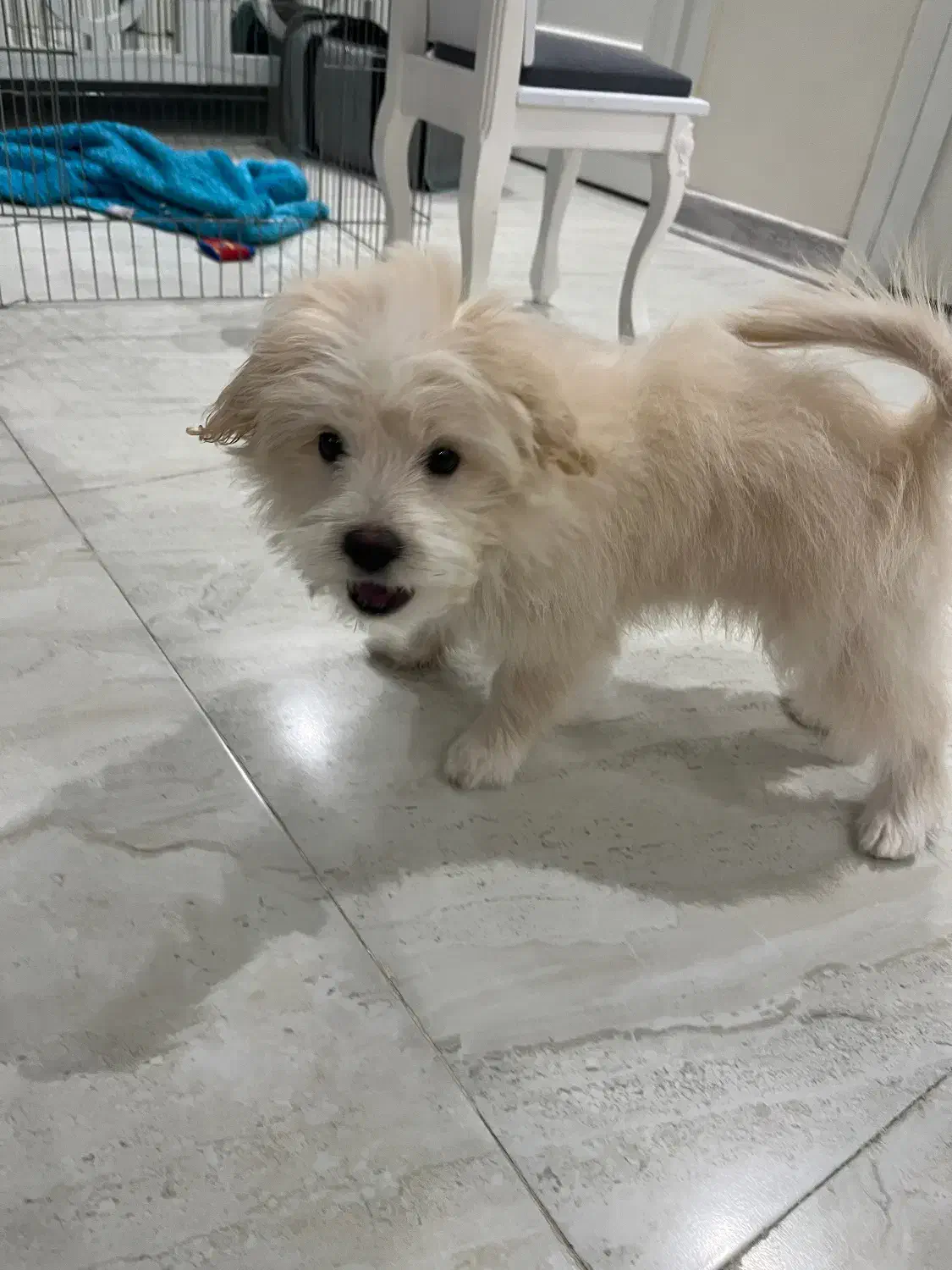 سگ پودل کراس|سگ|تهران, پاسداران|دیوار