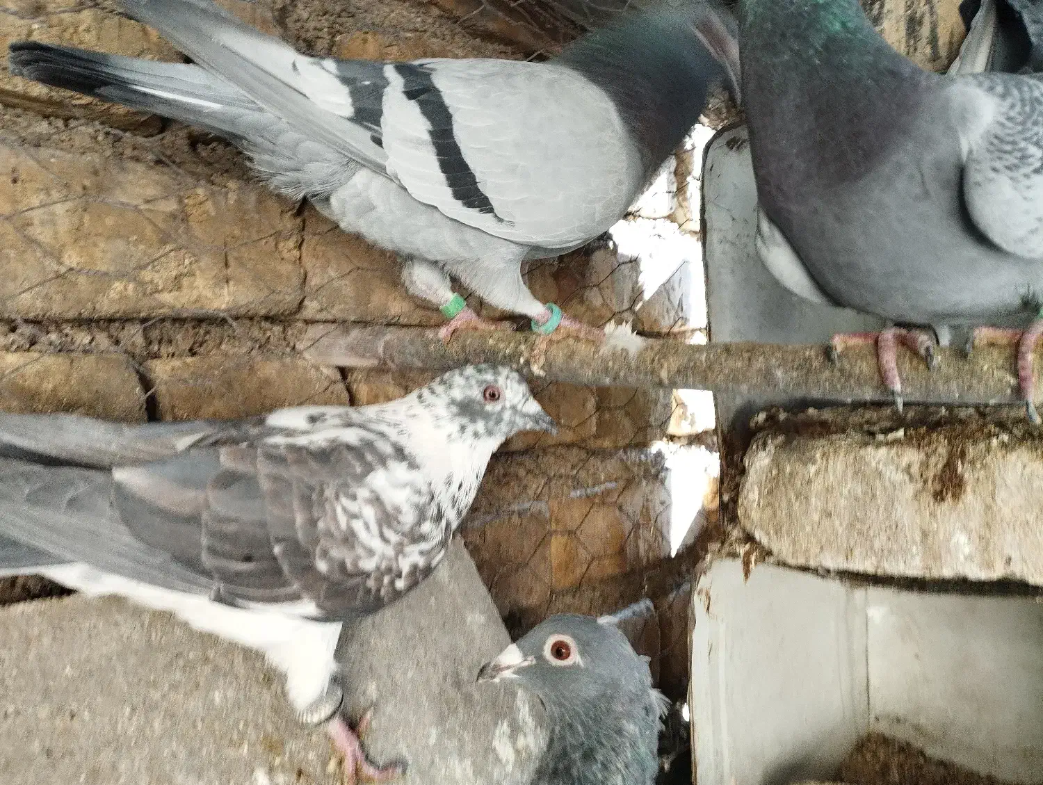 کبوتر ماده مصافتی|پرنده|سمیرم, |دیوار