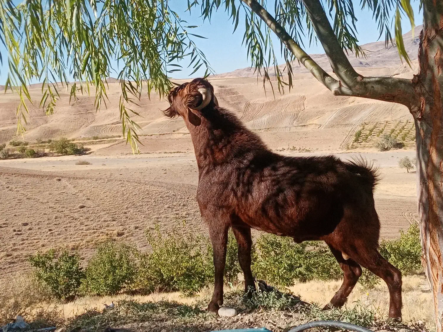 بز نر نژاد قوی مناسب برای گله|حیوانات مزرعه|میانه, |دیوار