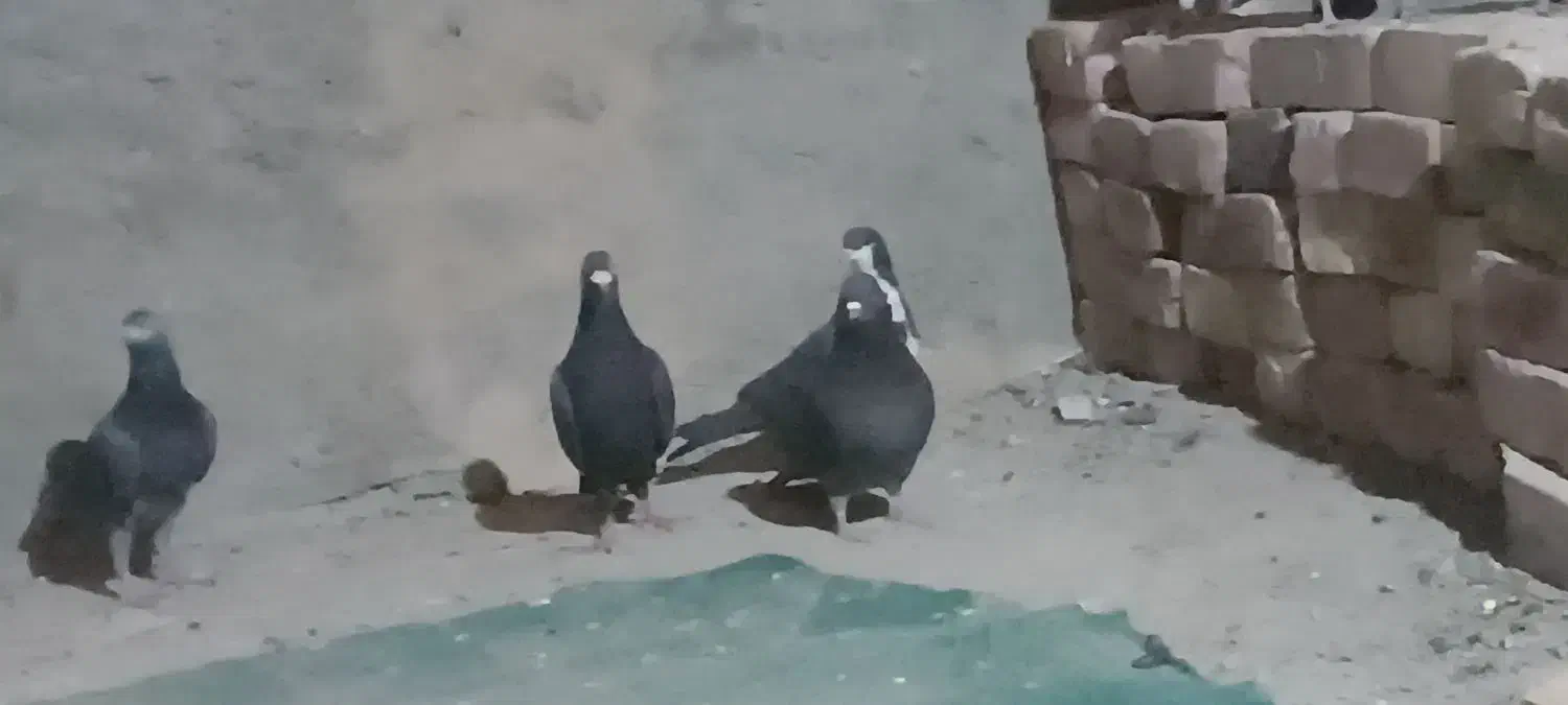 کفتر نر پر|پرنده|خاش, |دیوار