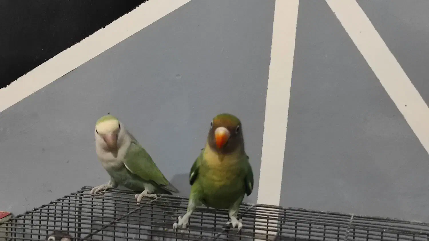 طوطی برزیلی کوتوله|پرنده|مسجد سلیمان, |دیوار