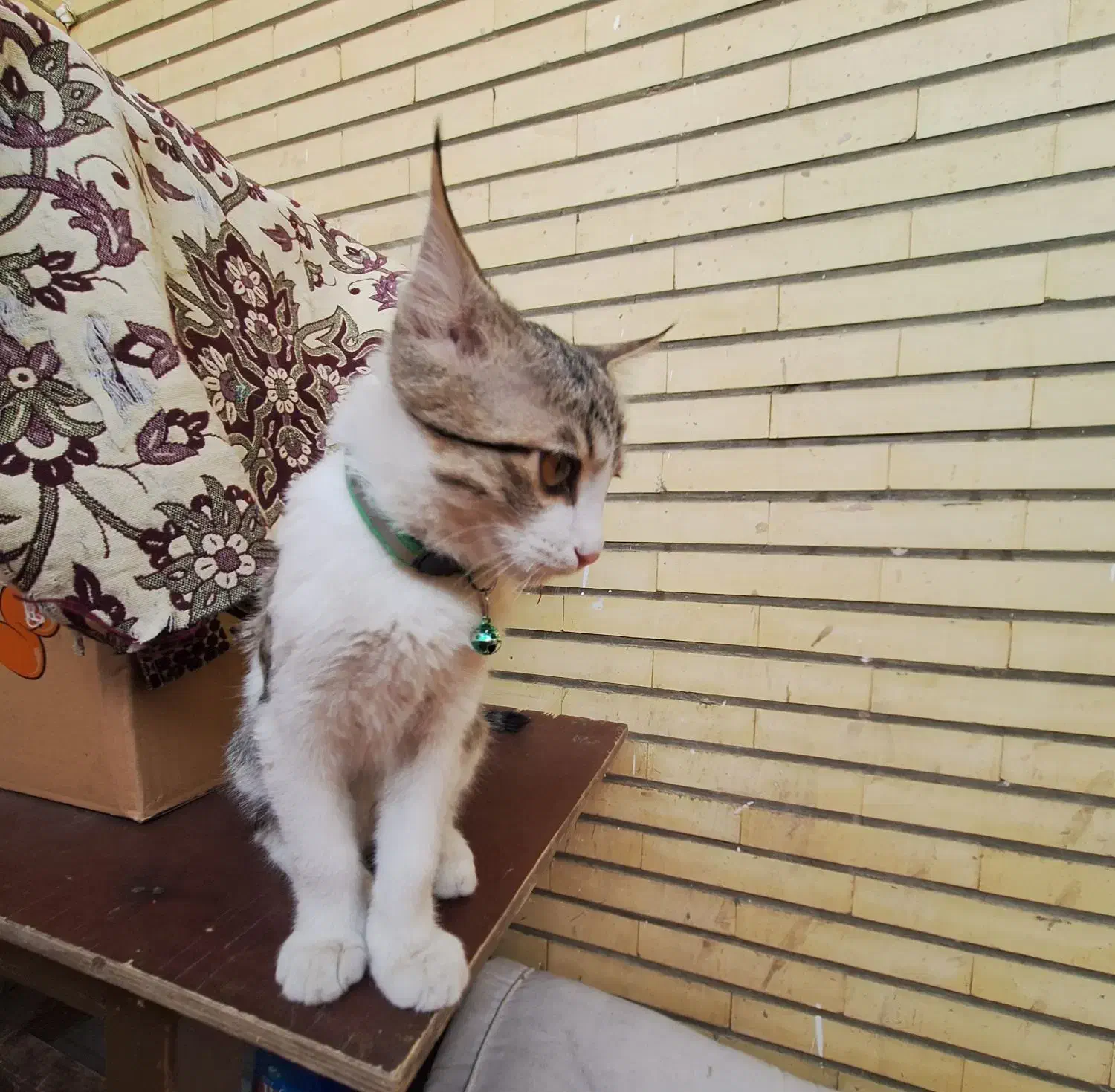 گربه 4 ماهه نر|گربه|اصفهان, سپاهان‌شهر|دیوار