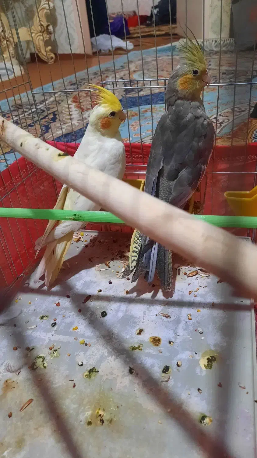 عروس هلندی جوجه رام و دستی سن دو ماهه|پرنده|ری, دولتآباد|دیوار