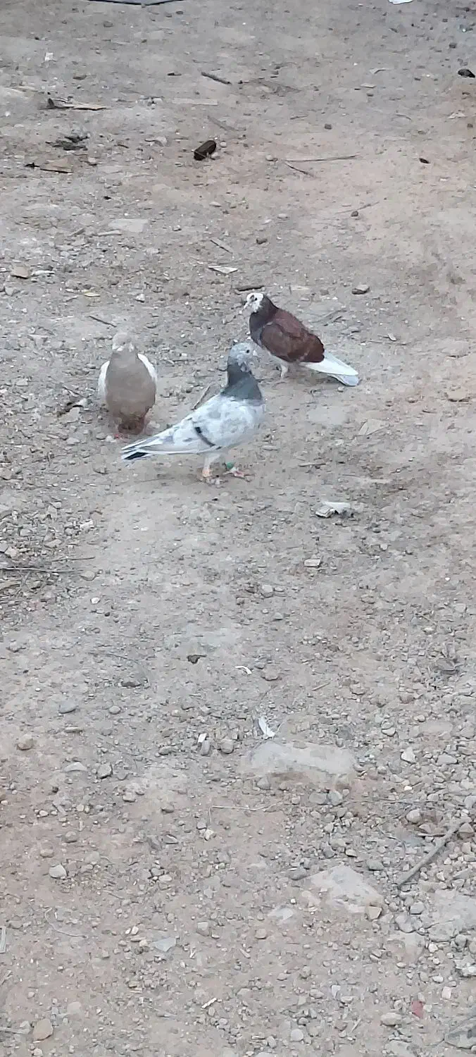 کفتر رنگی تهرانی المانی قاطی|پرنده|خاوران, |دیوار