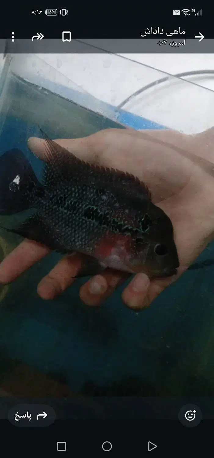 ماهی فلاور|ماهی|ساوه, |دیوار