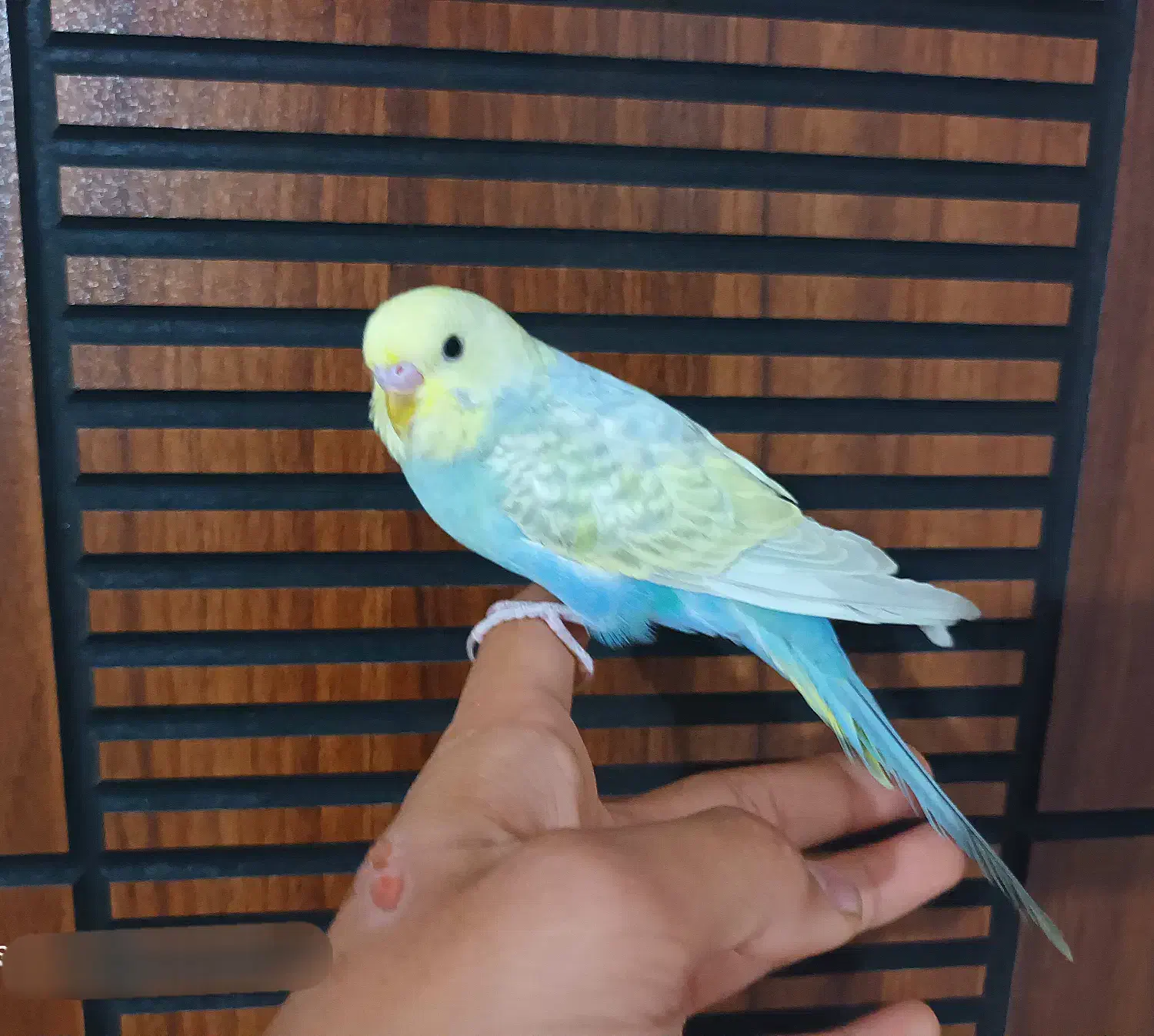 4 عدد مرغ عشق رینبو رام رنگ خاص|پرنده|پاکدشت, پاکدشت (مامازند)|دیوار