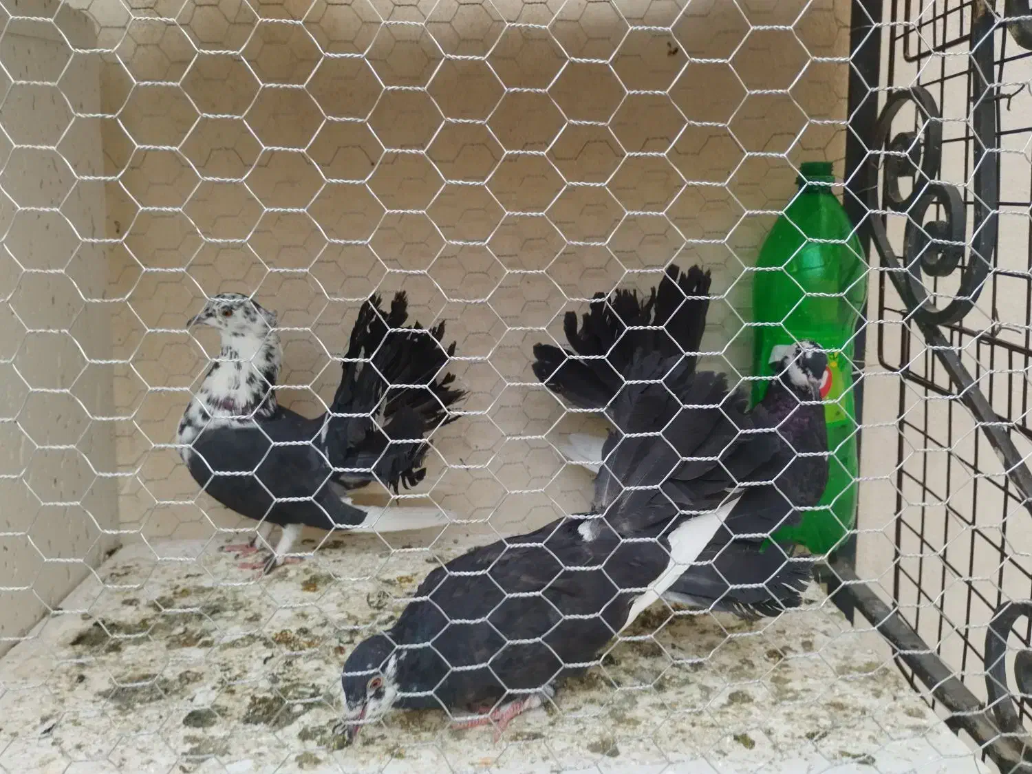 کبوتر،کفتر،چتری|پرنده|اصفهان, جاوان|دیوار