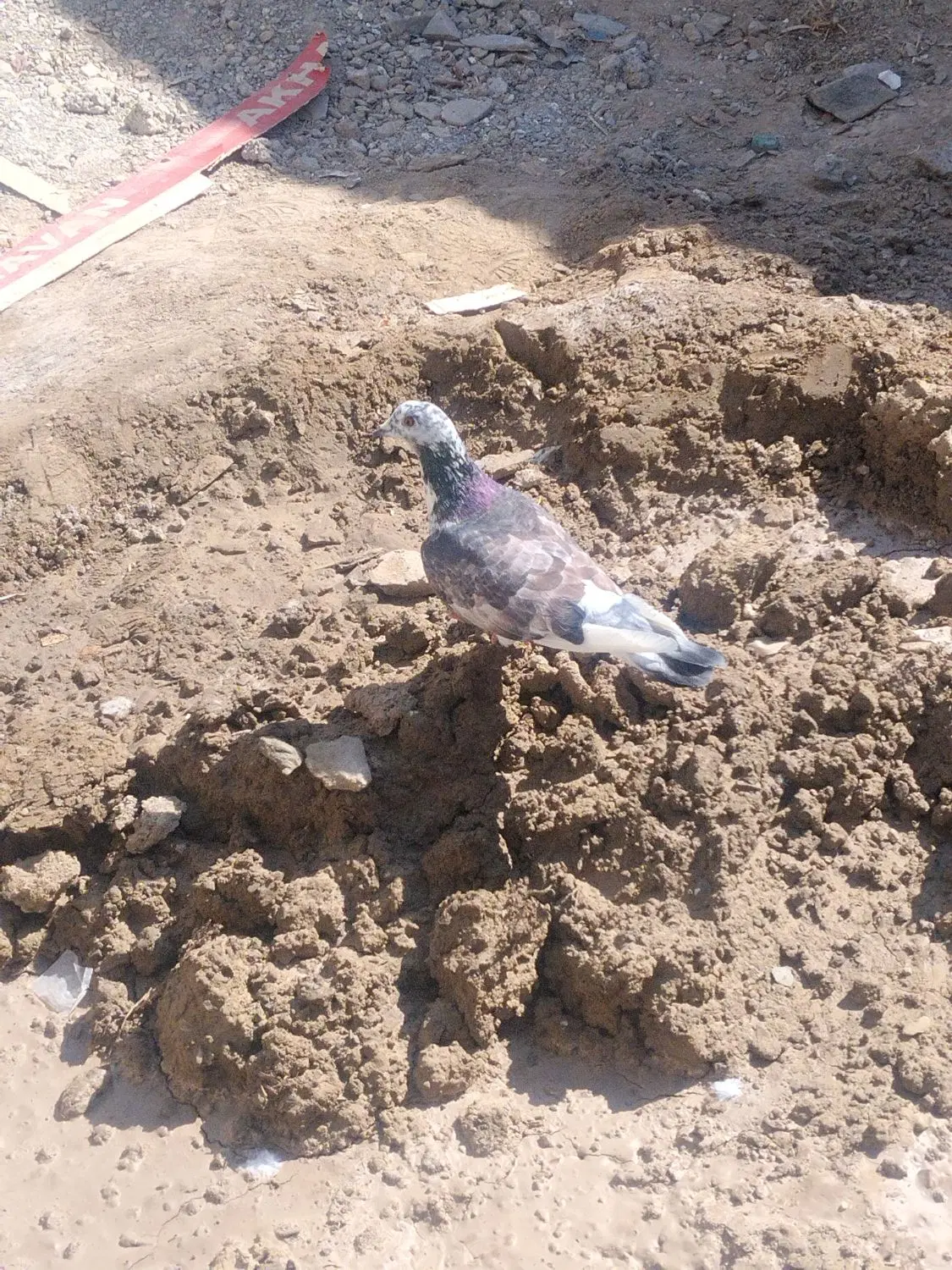 جفت|پرنده|سراوان, |دیوار