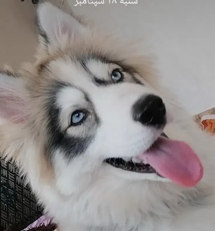 حیوانات قشنگترین هدیه خداوند هستن.|سگ|کرج, عظیمیه|دیوار