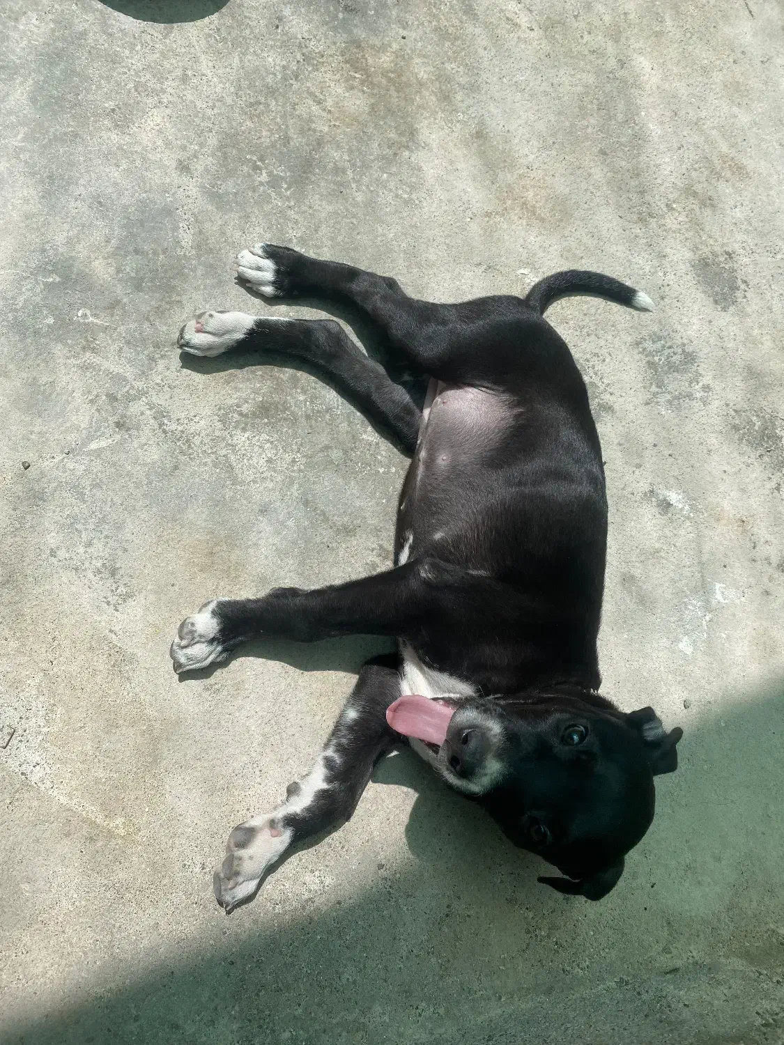 پیتبول بلک|سگ|کرمان, |دیوار