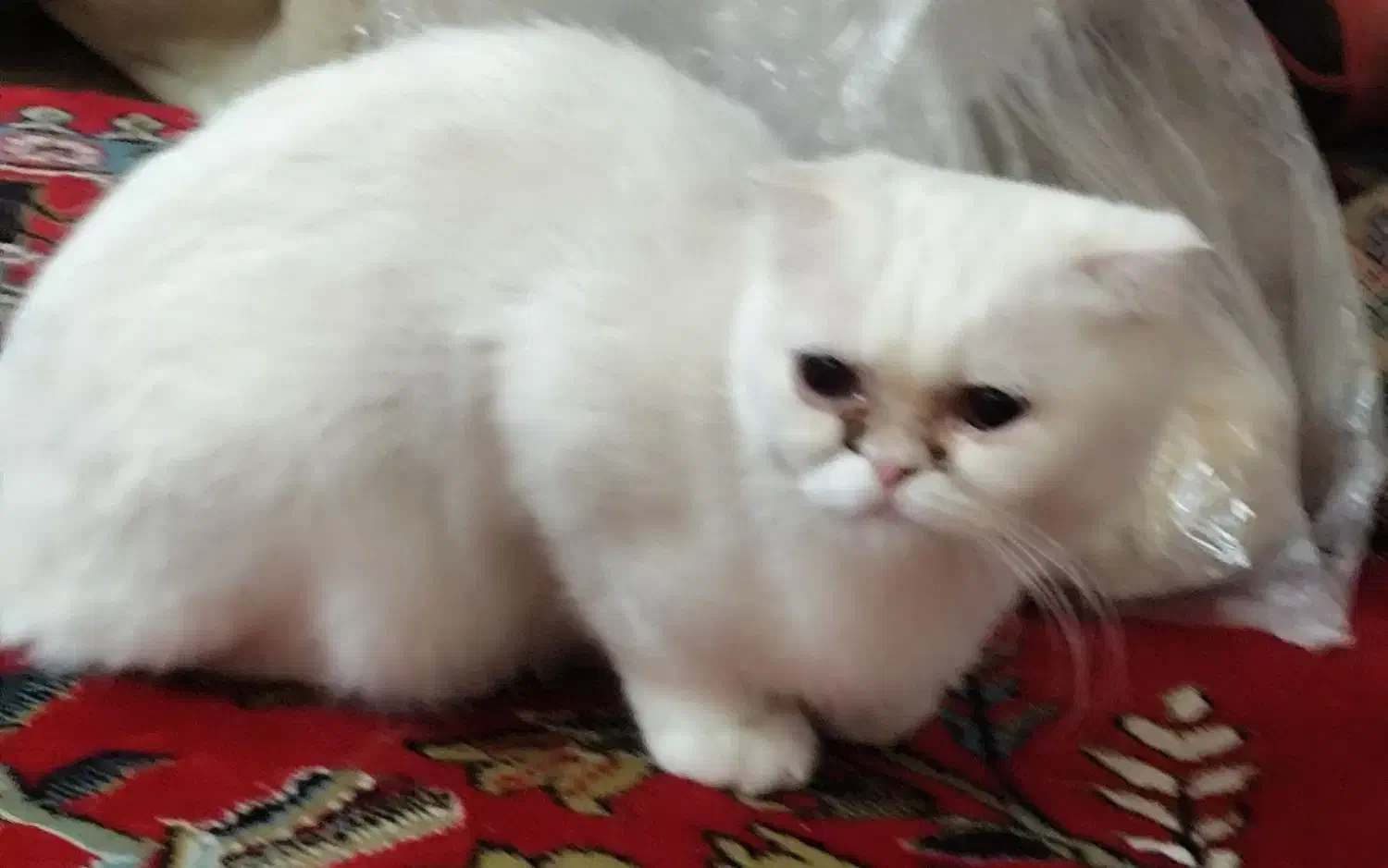 گربه اسکاتیش فلد اسکاتلندی (خیلی اروم وبی صداهست)|گربه|زاهدان, |دیوار