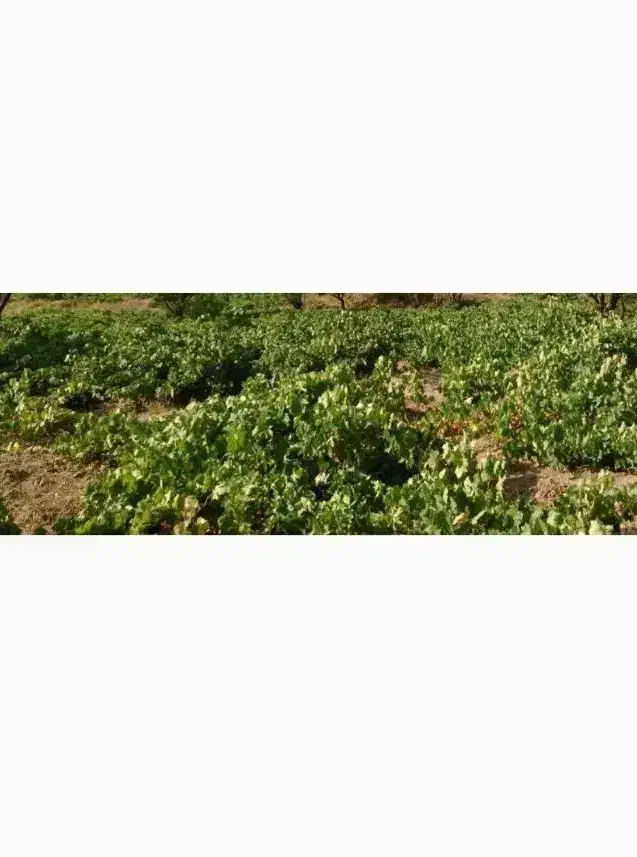 فروش باغ انگور|فروش زمین و ملک کلنگی|تاکستان, |دیوار