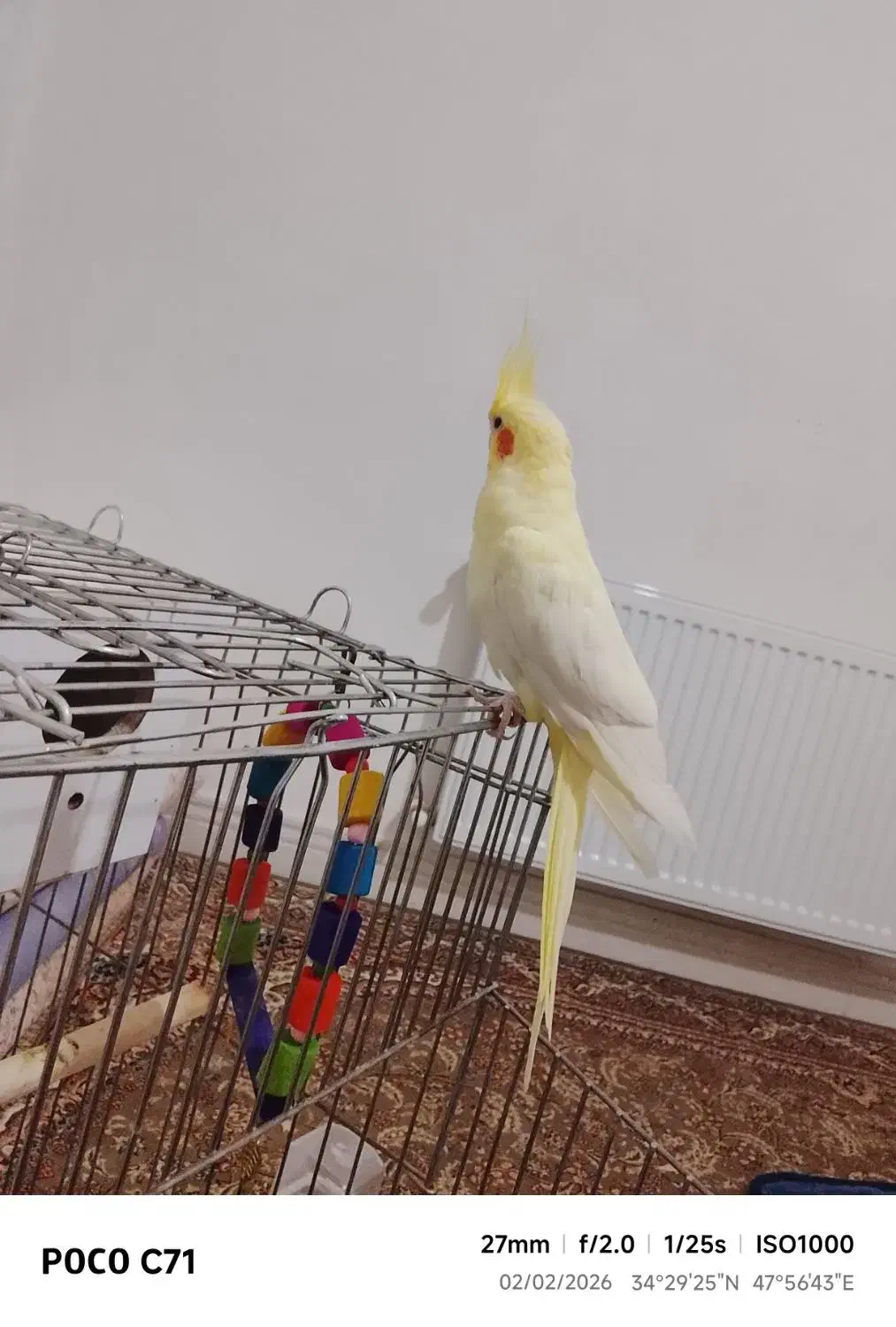 عروس هلندی|پرنده|کنگاور, |دیوار